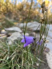 Campanula rotundifolia