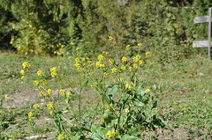 Rhamphospermum arvense