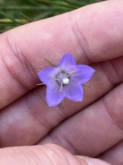 Campanula rotundifolia