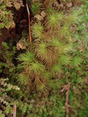 Dicranum fuscescens