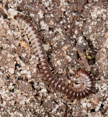 Diplopoda