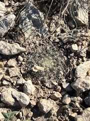 Mammillaria heyderi