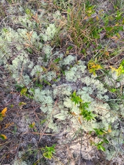 Cladonia subtenuis