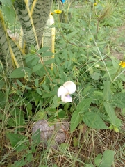 Centrosema virginianum