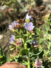 Lobostemon glaucophyllus