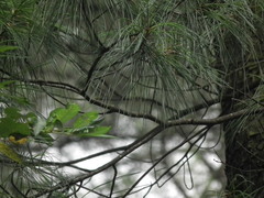 Culicicapa ceylonensis