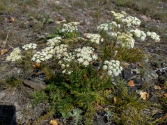 Kitagawia baicalensis