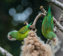 Brotogeris jugularis