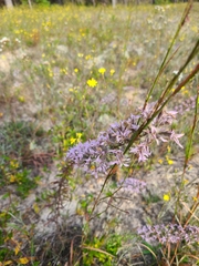 Liatris elegans