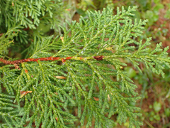 Cupressus nootkatensis