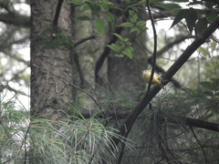 Culicicapa ceylonensis