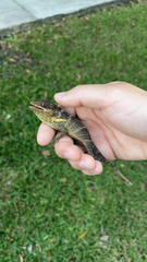Anolis equestris