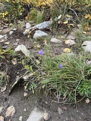 Campanula rotundifolia
