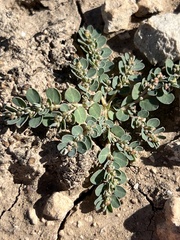 Euphorbia prostrata