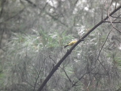 Culicicapa ceylonensis