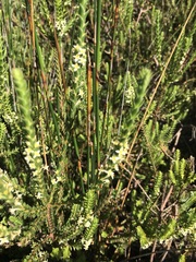 Struthiola striata