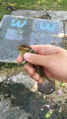 Anolis equestris