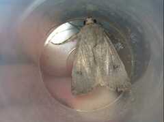 Agrotis trux