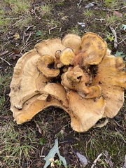 Bondarzewia berkeleyi