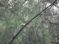 Culicicapa ceylonensis