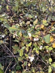 Symphoricarpos