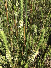 Struthiola striata