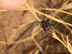 Codophila maculicollis