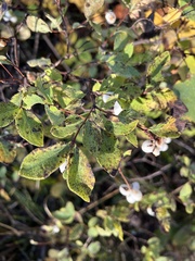 Symphoricarpos