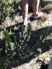 Struthiola striata