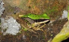 Odorrana chloronota