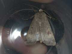 Agrotis trux