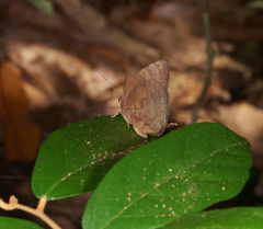 Arhopala centaurus