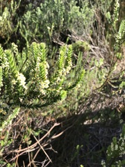 Struthiola striata