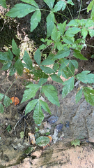 Xanthorhiza simplicissima