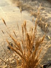 Brachypodium distachyon