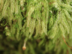 Hypnum circinale