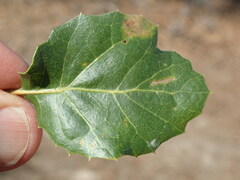 Quercus agrifolia agrifolia
