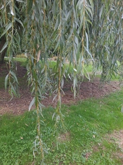 Salix