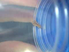 Dichomeris acuminatus