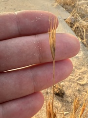 Brachypodium distachyon