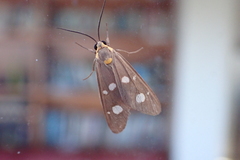Dysauxes famula