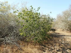 Quercus agrifolia agrifolia