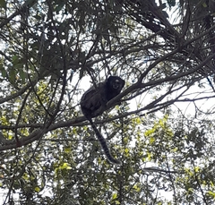 Callithrix penicillata