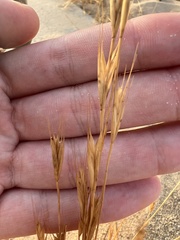 Brachypodium distachyon