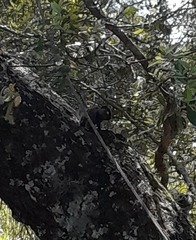 Callithrix penicillata