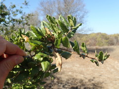 Quercus agrifolia agrifolia