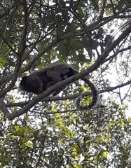 Callithrix penicillata