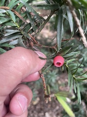 Taxus cuspidata