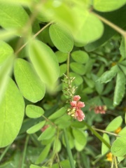 Indigofera