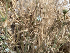 Silene nicaeensis